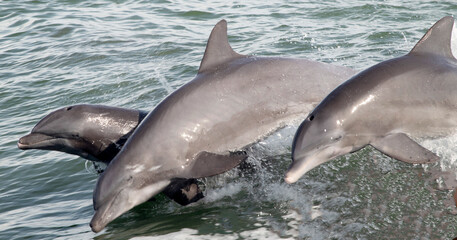 pair of dolphins