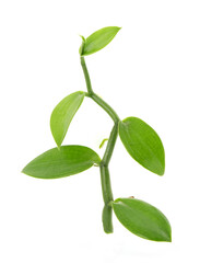 Vanilla branch green leaves isolated on white background.