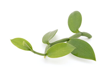 Fototapeta na wymiar Vanilla branch green leaves isolated on white background with clipping path.