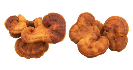Fresh ganoderma lucidum or reishi , lingzhi mushroom isolated on  background with clipping path.top view,flat lay.