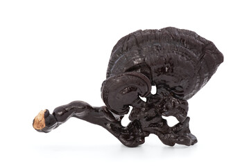 Wild black ganoderma lucidum or reishi , lingzhi mushroom isolated on white background with clipping path.