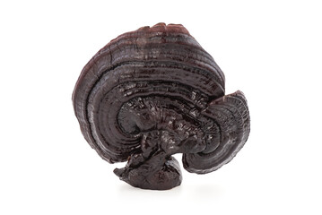 Wild black ganoderma lucidum or reishi , lingzhi mushroom isolated on white background with clipping path.