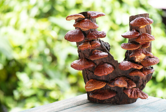 Dried ganoderma lucidum or reishi , lingzhi mushroom on natural background.