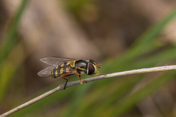 An adult Common Hover Fly (Melangyna viridiceps) is 4-10 mm long and has a dark flattened body with black and yellow markings.