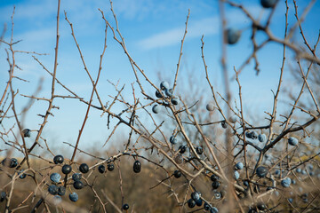Blue blackthorn berries ripen on the bushes. - obrazy, fototapety, plakaty