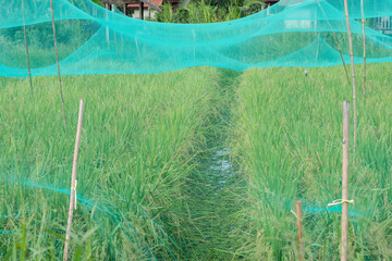 Spreading mosquito nets for rice plants on nature background.