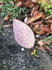 leaves in the rain