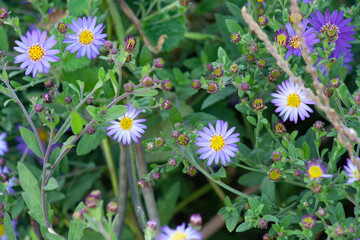 small spring flowers in bloom