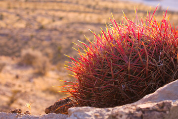 Red cactus in the Las Vegas desert.