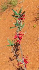The red flowers of the Australian native shrub known as the Mulga Spider Flower (Grevilla deflexa).