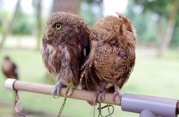 Two owls sitting with spines to each other