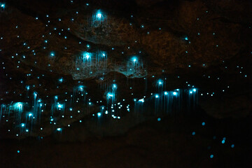 Glow worms in the Okupata cave, New Zealand