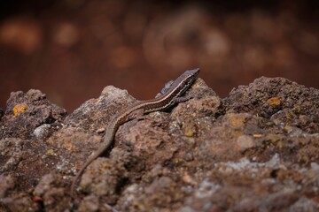 Lizard on top of a wall