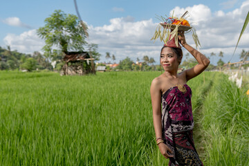 Young woman in rice fields and in beautiful traditional clothing carry food offerings