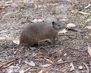 A small marsupial with grey-brown with short spiny blackish hairs, long pointed nose, black eyes and small round ears. Native to southwest of Western Australia known as Quenda (Isoodon fusciventer).