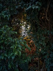 greenhouse in the Botanical Garden