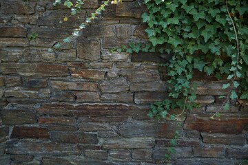 Wall with ivy