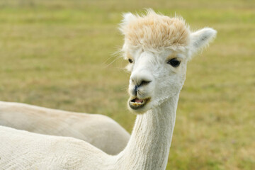 Alpaca Animal Close Up Of Head Funny Hair Cut And Chewing Action. farm