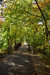 Autumn leaves on the bike path