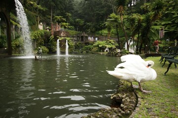 Swan in Botanical Garden, Funchal, Madeira, Portugal