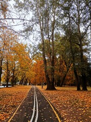 Fototapeta premium autumn in the park