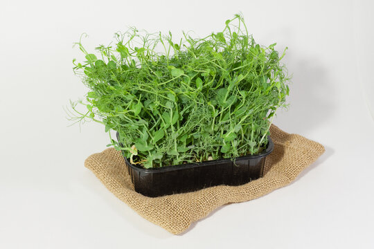 Sprouted peas in black plastic packaging. Microgreens for salad and healthy eating.
