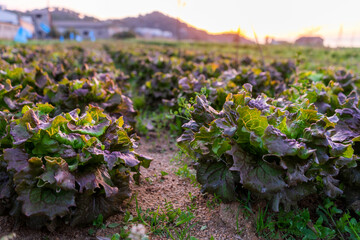 Obraz premium Purple lettuces