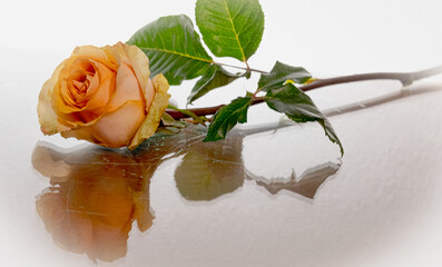 Romantico dono