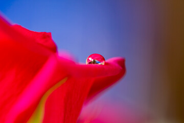 A Water droplet on the petals edge of an English red rose - stock photo