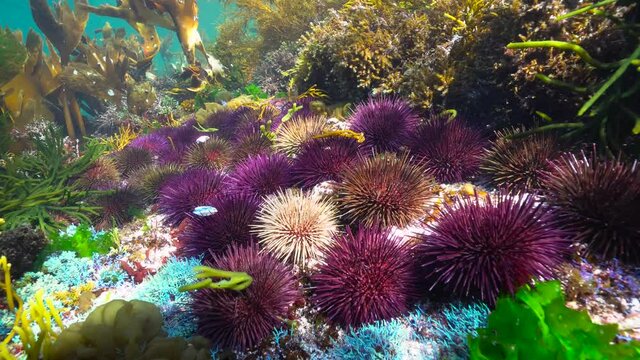 Group of purple sea urchins underwater in the ocean (Paracentrotus lividus), Atlantic, Spain, Galicia