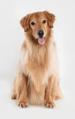 beautiful golden retriever dog seated and looking to camera on white background