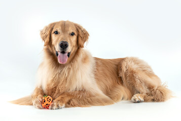 Fototapeta premium beautiful golden retriever dog lying down holding a pet toy and looking at camera on white background