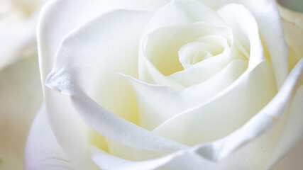 A beautiful white rose - stock photo