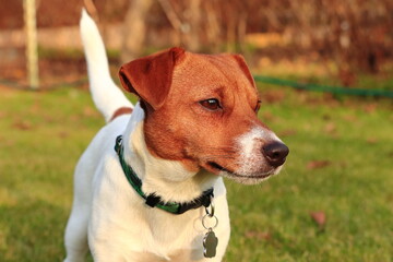 Jack Russel Terrier (JRT)