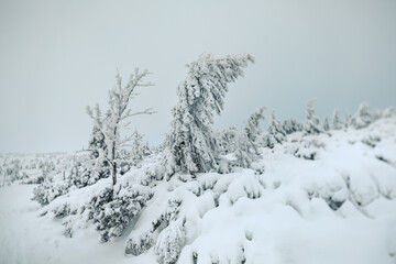 Fototapeta na wymiar Winter and Frozen Scenery in Polish Giant Mountains.