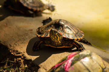 Obraz premium turtle on the rock