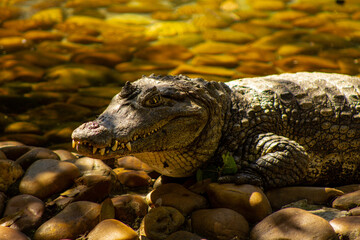 close up of a crocodile