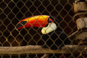 toucan behind the grid