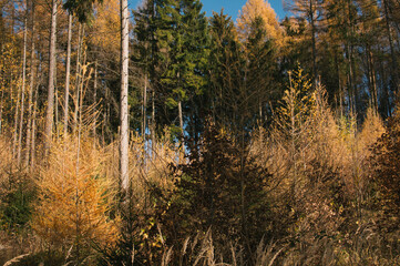 Hiking in Beskydy and Javorniky mountains, full autumn mood