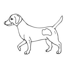 Vector hand drawn doodle sketch Jack Russell Terrier dog isolated on white background
