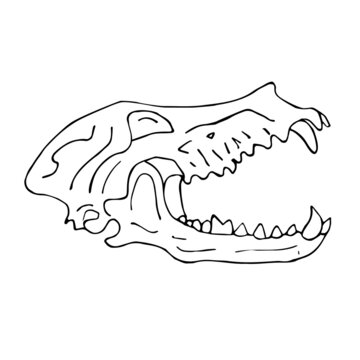 Vector hand drawn doodle sketch dog wolf skull isolated on white background