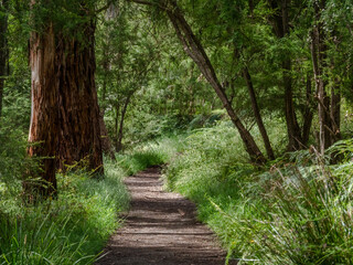 Obraz premium Spring Green Trail