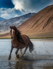 Mongolian small horses are galloping through water in western part of Mongolia