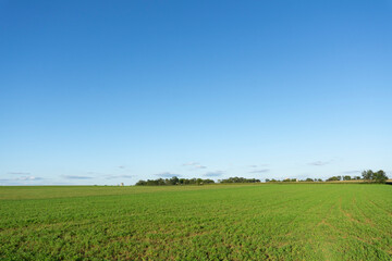Fototapeta na wymiar View of agricultural field on a sunny day. Landscape of green crops