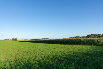Fototapeta premium View of agricultural field on a sunny day. Landscape of green corn crops