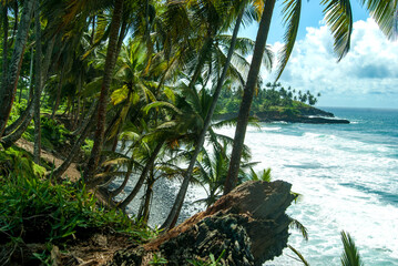 Palm trees at rocky beach