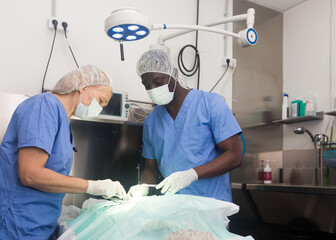 Veterinarian surgeons in operating room at animal hospital. High quality photo