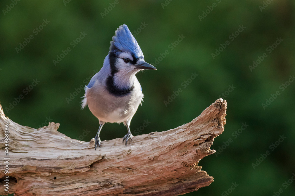 Poster blue jay (Cyanocitta cristata) in autumn