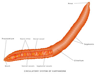 Circulatory System of earthworm. Zoology. Animal morphology. Internal anatomy of an example of a Oligochaete annelid (the earthworm) on white background.
