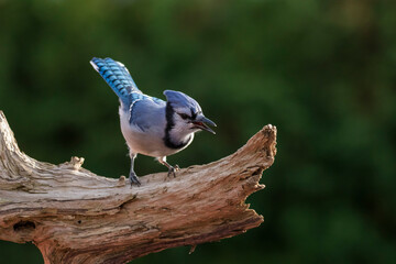 blue jay (Cyanocitta cristata) in autumn